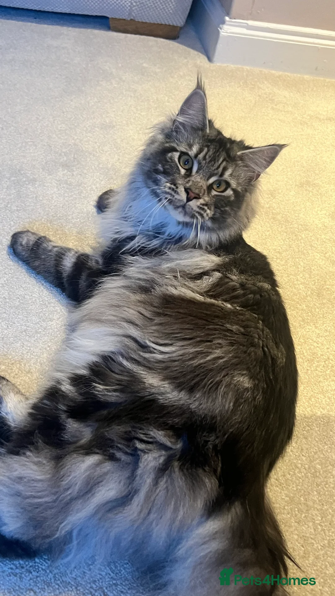 Maine Coon cats for stud: TICA/GCCF stud available + kittens available  in Brighouse - Advert 9