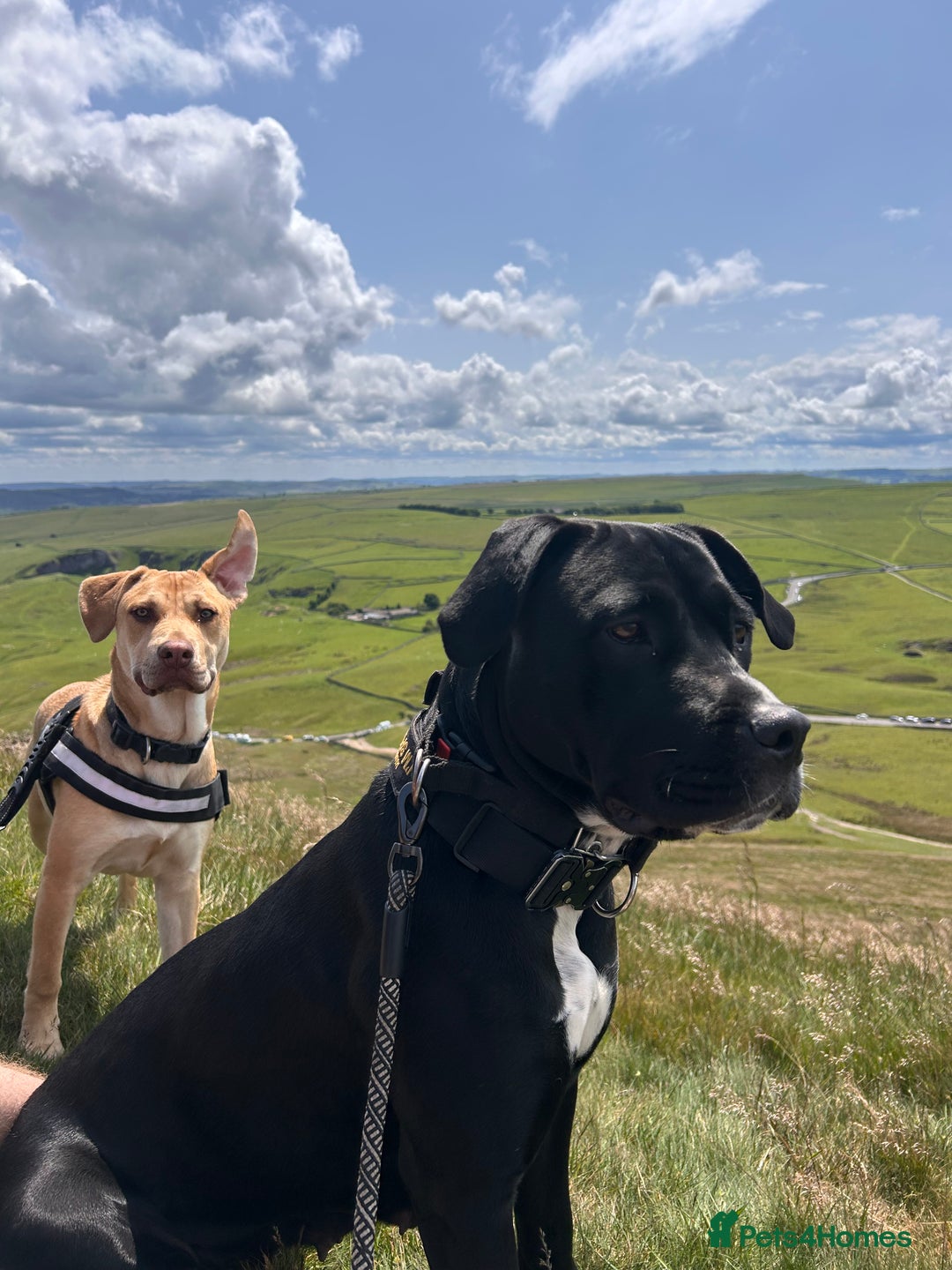 Mixed Breed dogs for sale: Shadow cane corso x labrador  - Image 6