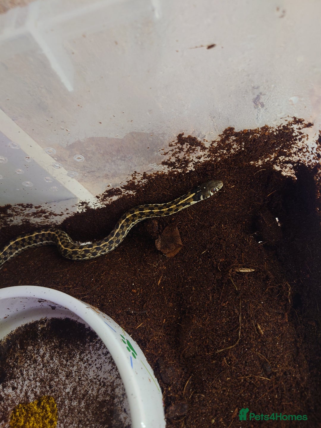 Garter Snake reptiles for sale: Group of Garter Snakes - Image 4
