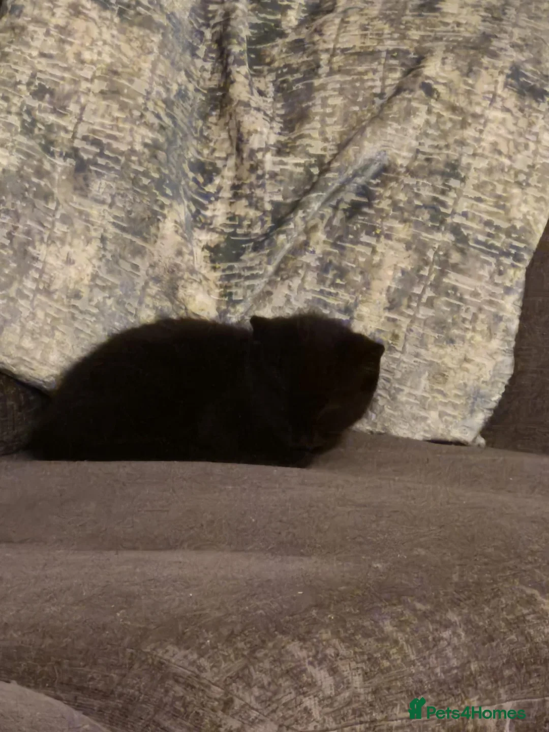 Mixed Breed cats for sale: Three little kittens looking for home in Bury Saint Edmunds - Advert 2
