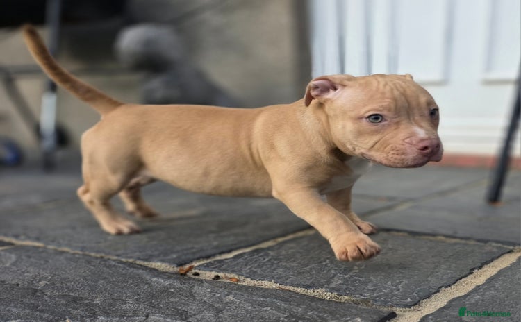 American Bully dogs - Advert 2