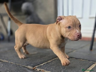 American Bully dogs - Advert 21