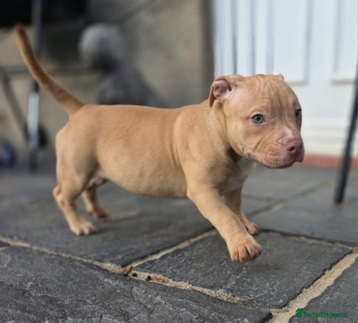 American Bully dogs - Advert 1