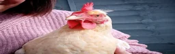 Chickens poultry for sale: Gorgeous Friendly Hens for Sale with Coop - Advert 8