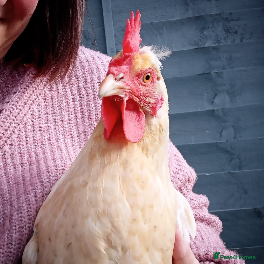 Chickens poultry for sale: Gorgeous Friendly Hens for Sale with Coop - Advert 8
