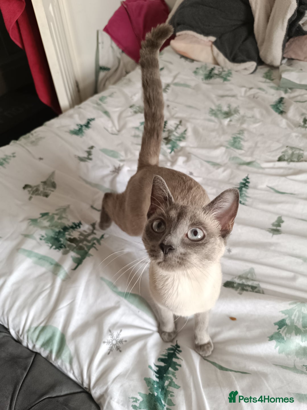 Mixed Breed cats for stud: Hello looking for boyfriend for my cat - Advert 4