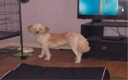 Cockapoo dogs for stud: Champagne cockapoo for stud only  - Image 1