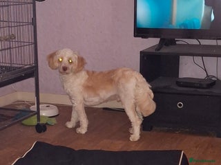 Cockapoo dogs - Advert 2