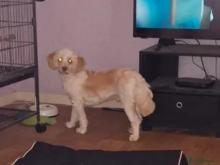 Cockapoo dogs Champagne cockapoo for stud only - Advert 2