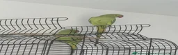 Parrots birds for sale: Male and Female Pair Parrot in London - Advert 2