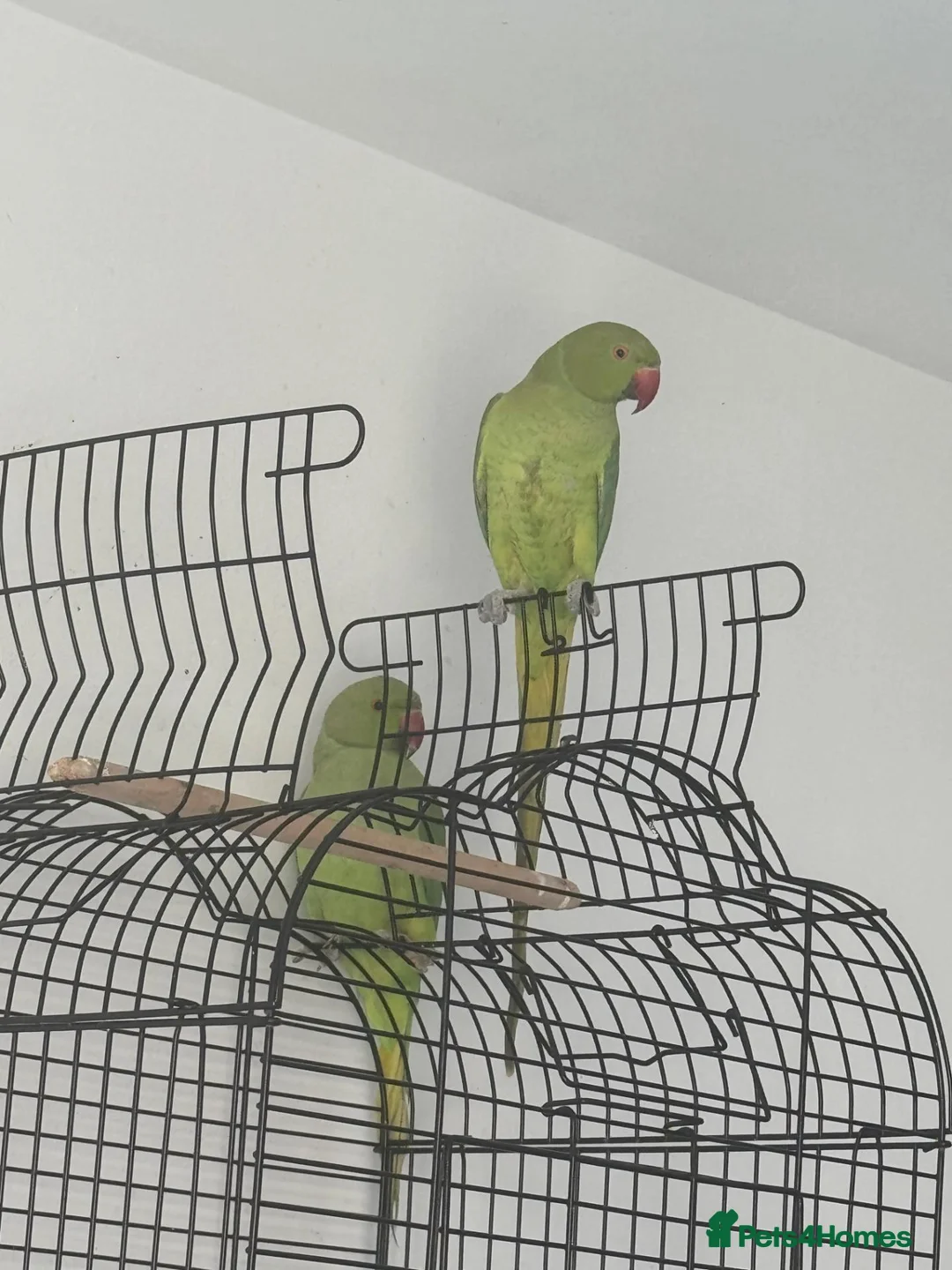 Parrots birds for sale: Male and Female Pair Parrot in London - Advert 2