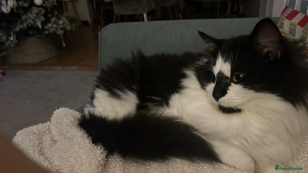 Mixed Breed cats for sale: Male Maine coon cross - Advert 2