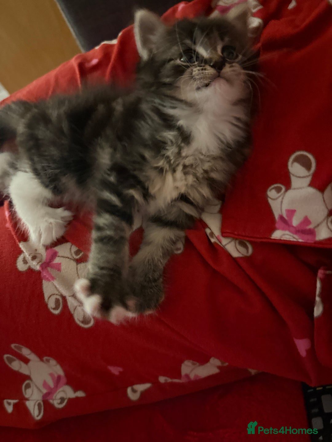 Domestic Shorthair cats for sale: Adorable Kittens - Advert 7