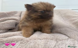 Pomeranian dogs for sale: Pomeranian - Image 9