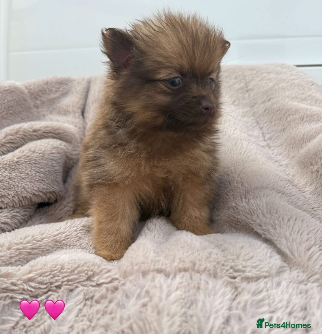 Pomeranian dogs for sale: Pomeranian - Image 9