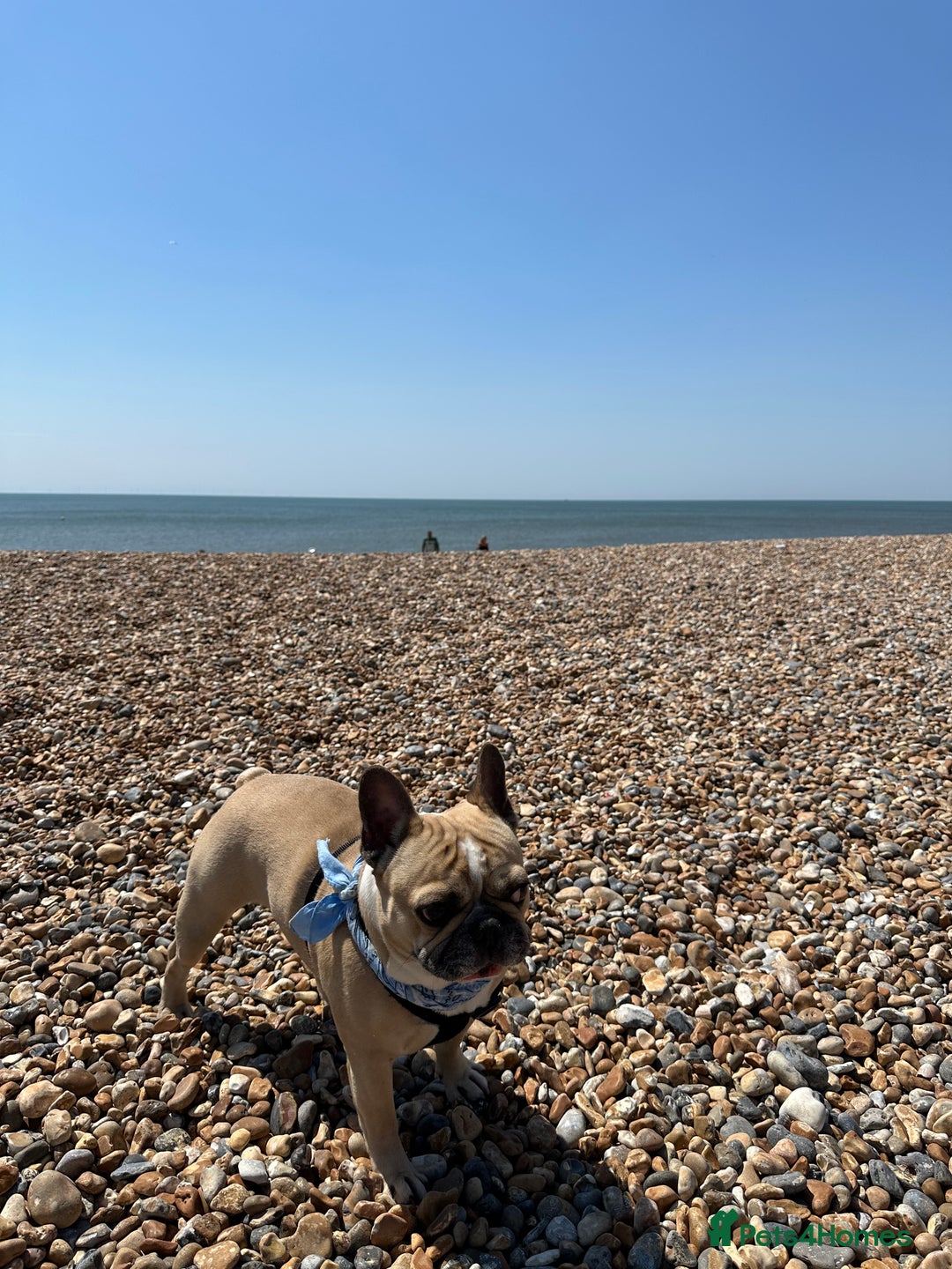 French Bulldog dogs for stud: Sperm donor - Advert 6