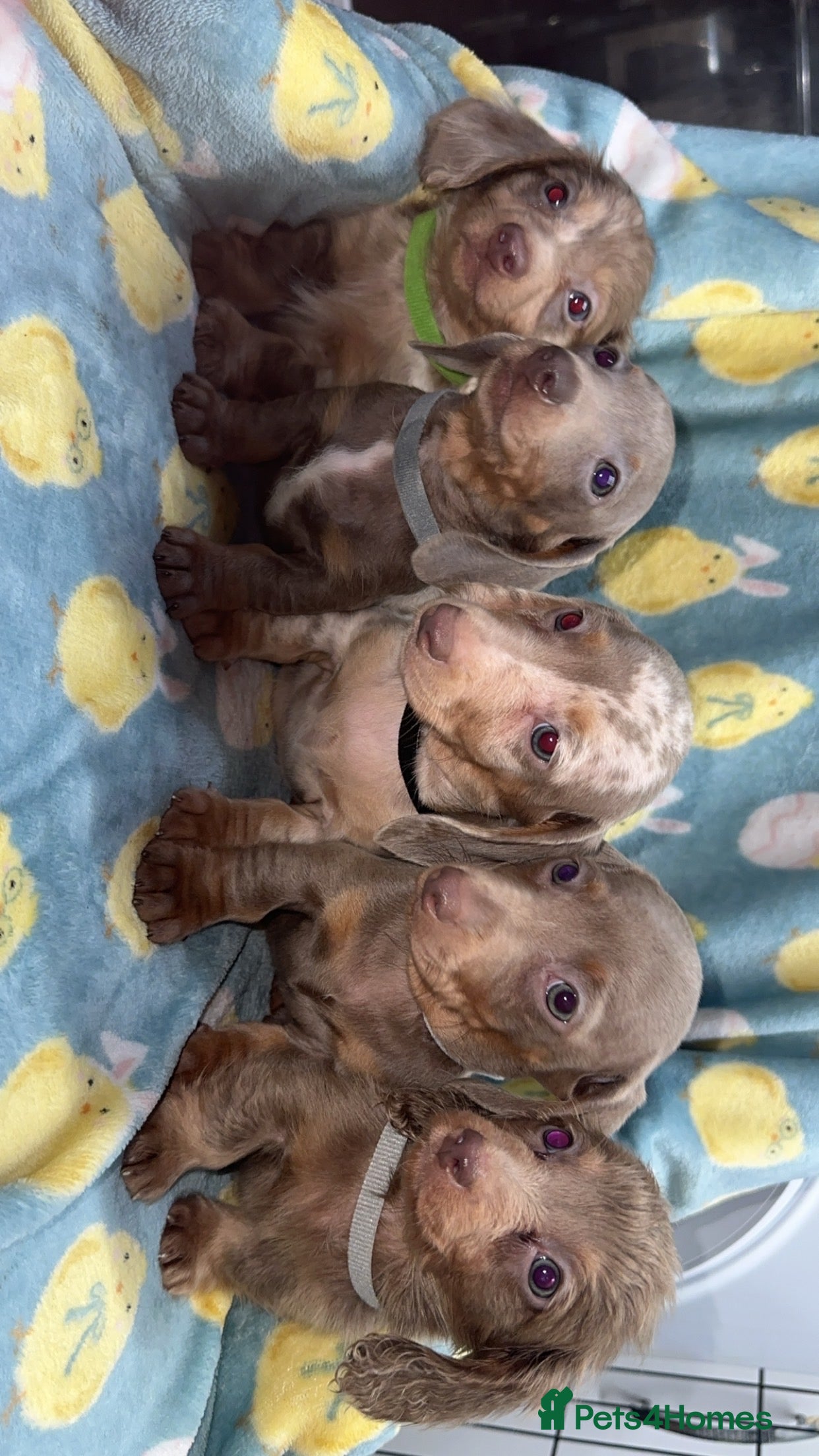 Miniature Dachshund dogs KC  miniature dashaund LONGHAIR AND SHORT - Advert 9