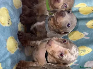 Miniature Dachshund dogs KC miniature dashaund LONGHAIR AND SHORT - Advert 9