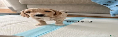Cockapoo 3