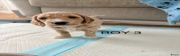 Cockapoo dogs for sale: Beautiful F2 Cockapoo Puppies in Birmingham - Advert 16