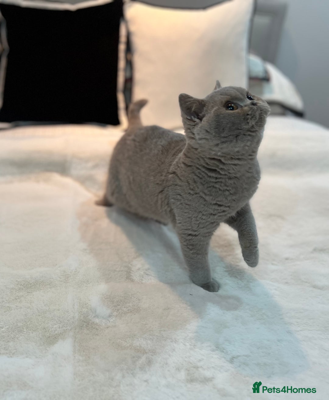 British Shorthair cats for sale: 💙 Pedigree Lilac British Shorthair Boys 💙 - Advert 12