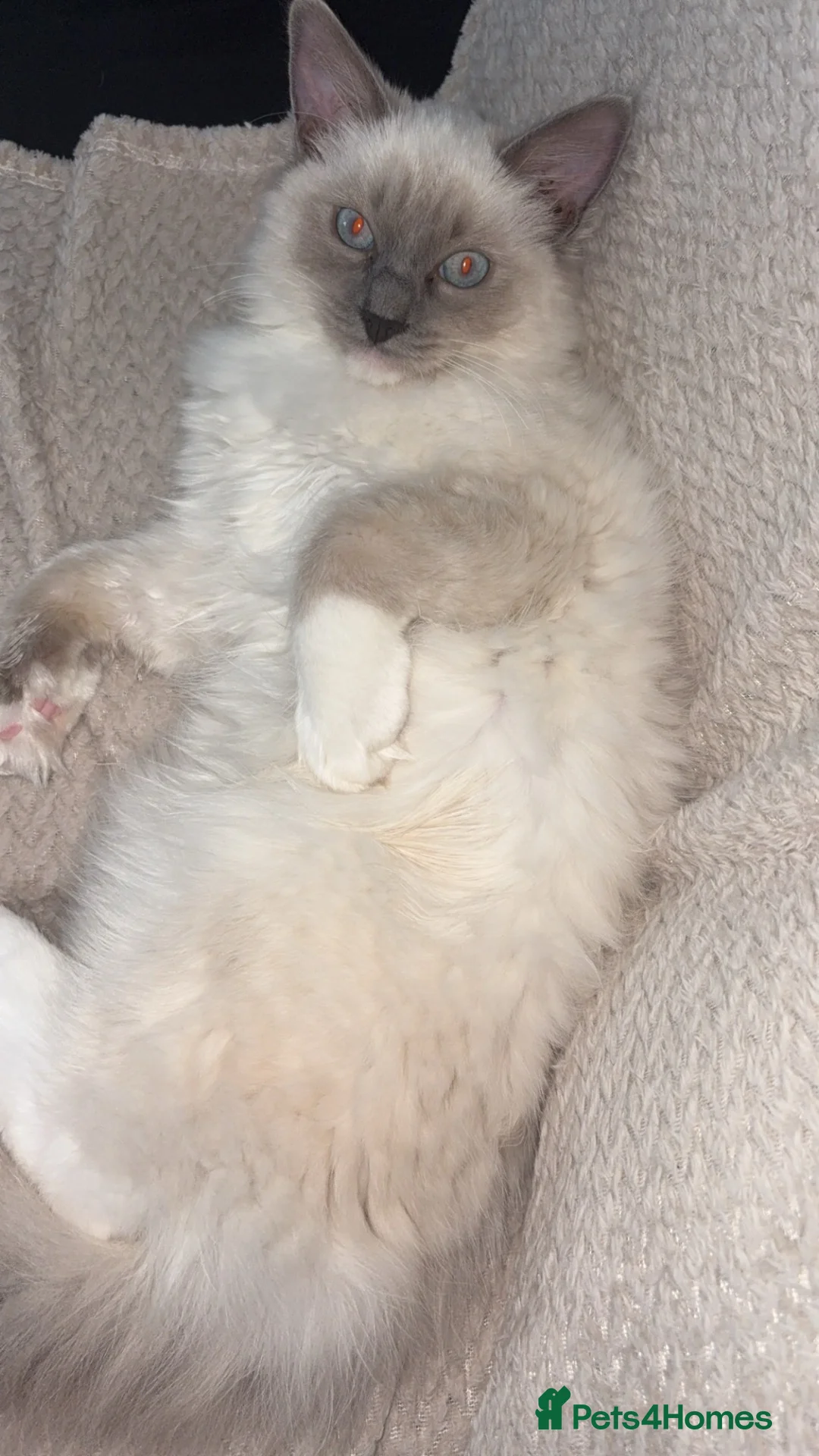 Ragdoll cats for sale: 6-Month-Old Male Ragdoll - Advert 2