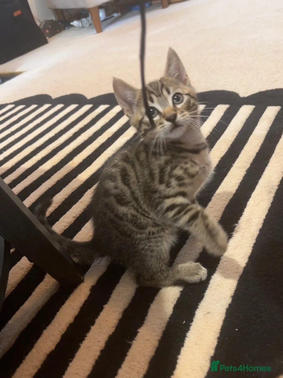 Mixed Breed cats for sale: 2 kittens - ready to go now - Advert 13