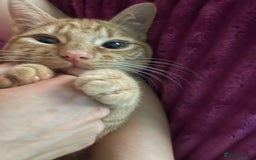 Abyssinian cats for sale: Beatiful cat - Image 10