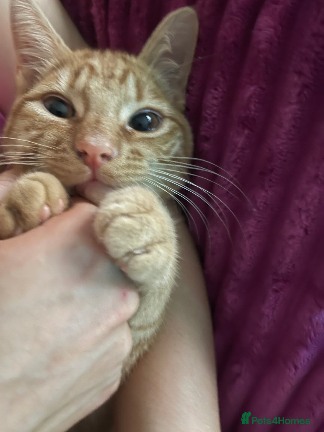 Abyssinian cats for sale: Beatiful cat - Image 10