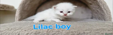 Ragdoll Kitten 6