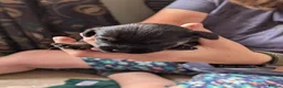 Border Terrier dogs for sale: Border terrier bitch pup, KC Reg Slem clear  - Advert 12
