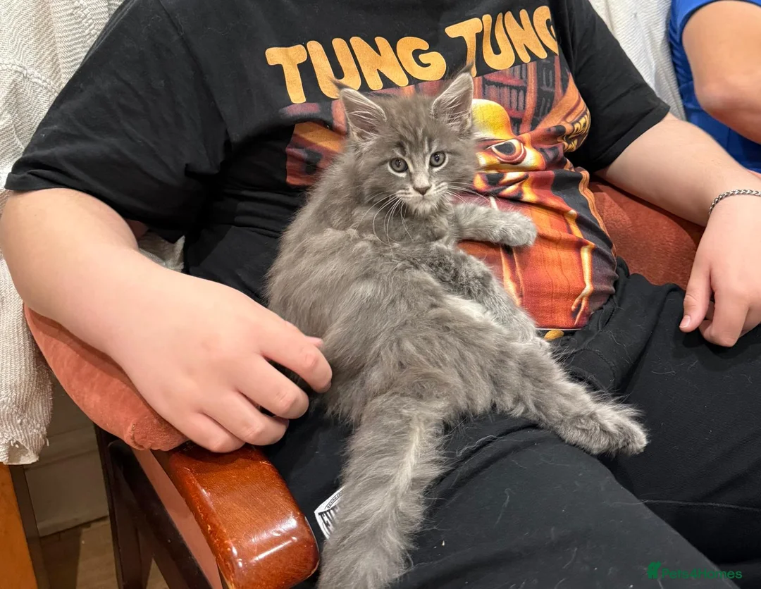 Maine Coon cats for sale: Maine coon - Advert 11