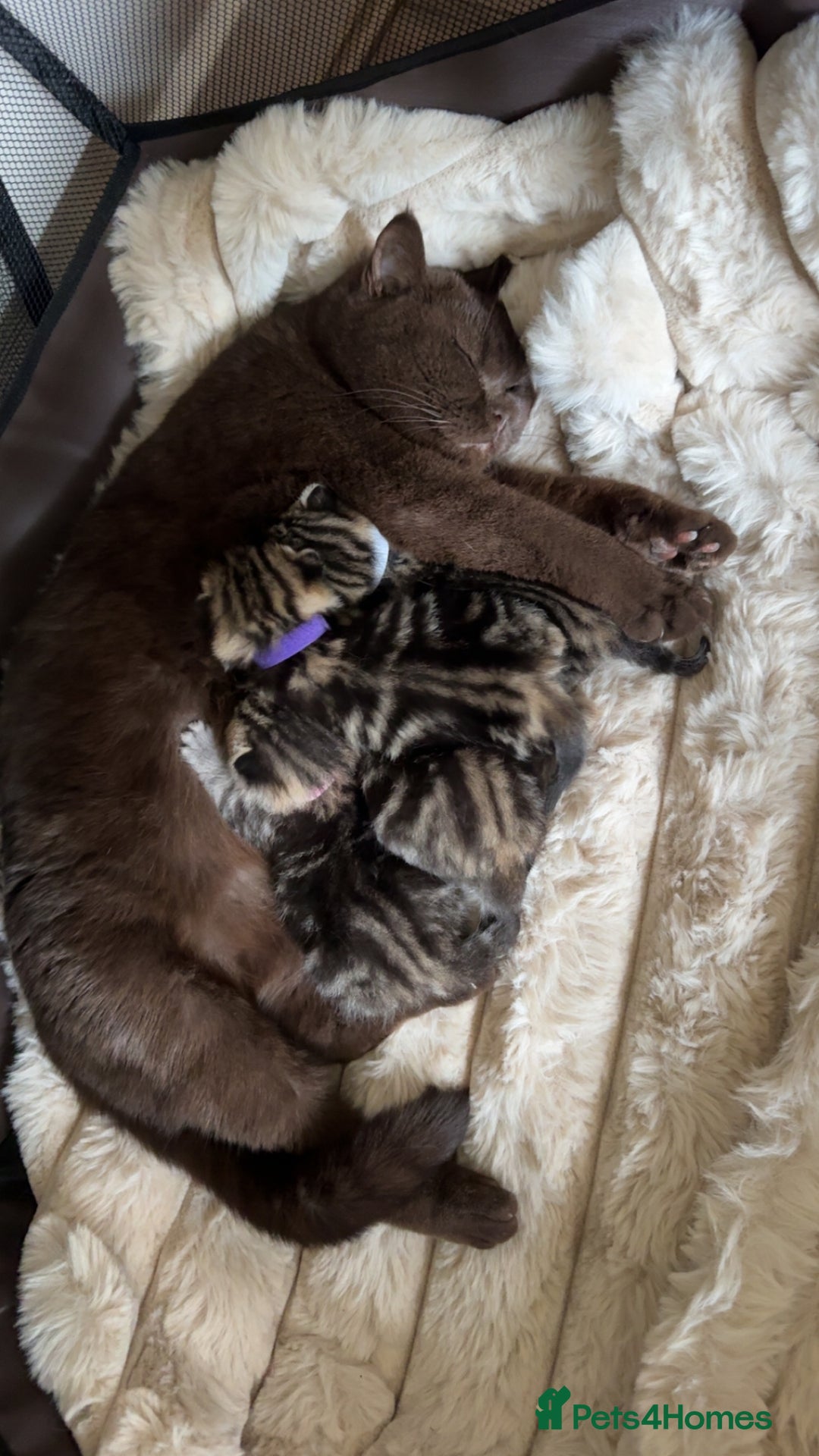 British Shorthair cats for sale: British short hair kittens  - Image 5