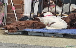 Cocker Spaniel dogs for sale: 7 pups 4 girls 3 boys  - Image 40
