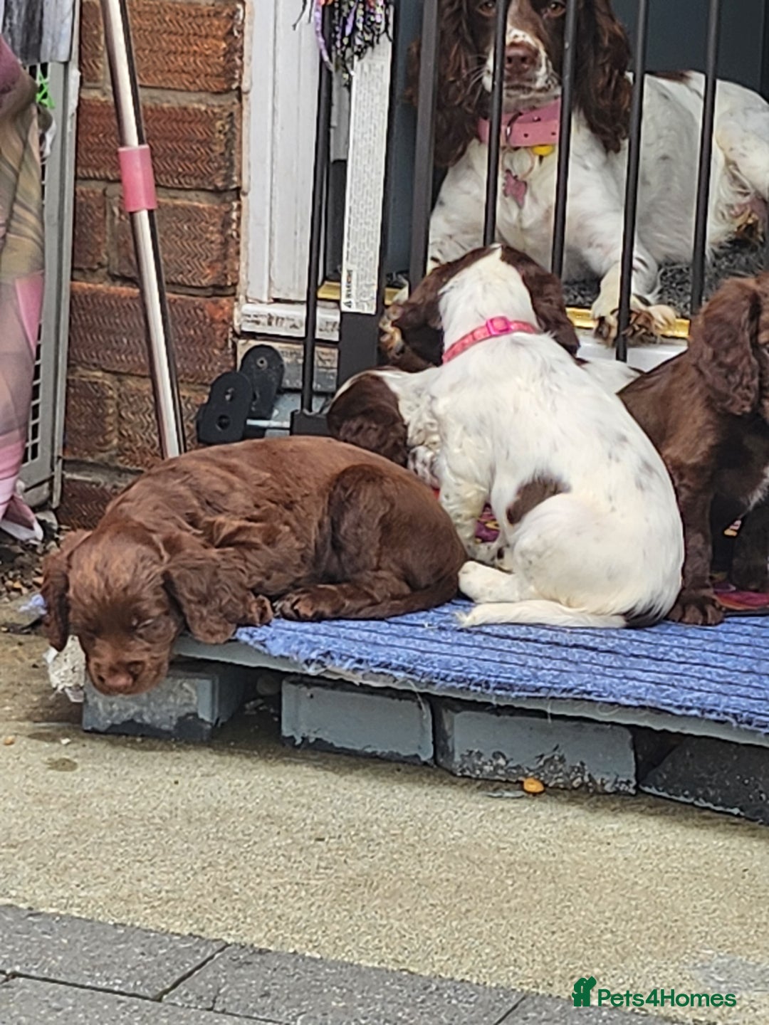 Cocker Spaniel dogs for sale: 7 pups 4 girls 3 boys  - Image 40