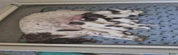 English Springer Spaniel dogs for sale: Working English Springer Spaniel pups boys in Bridgwater - Advert 1