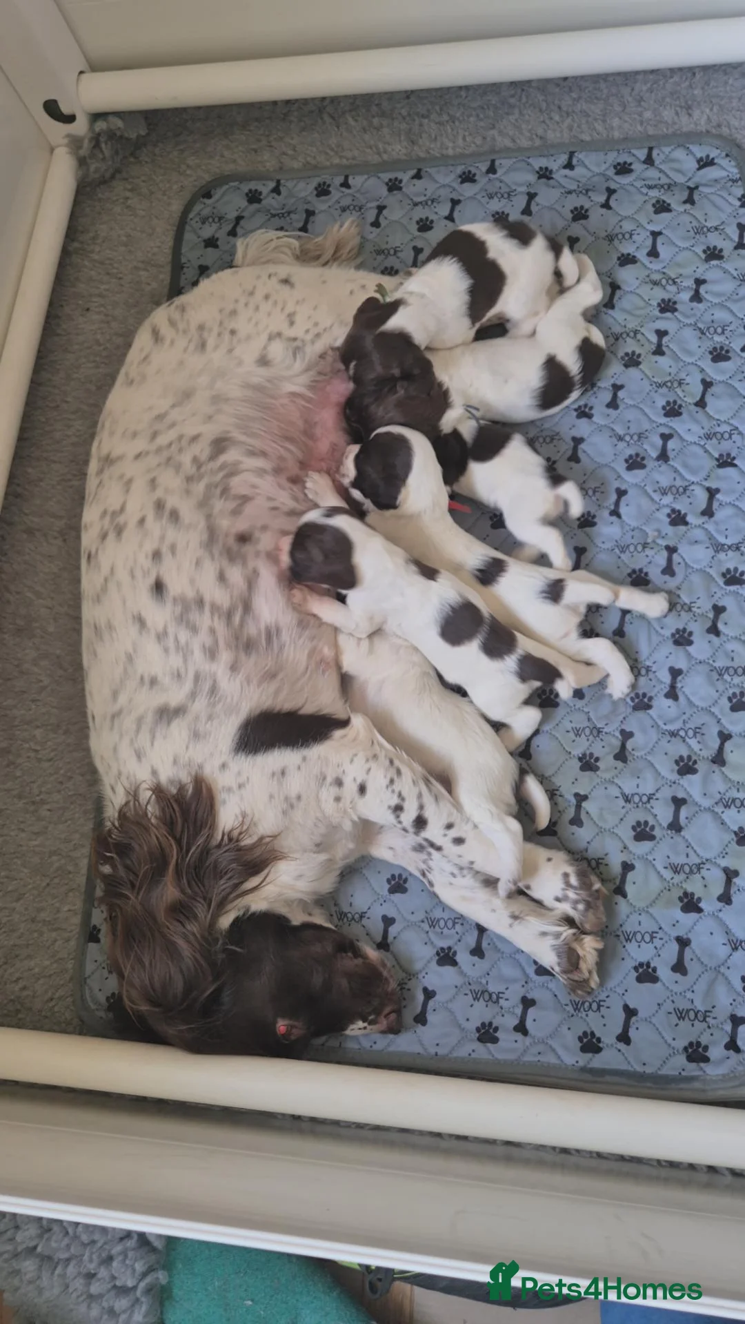 English Springer Spaniel dogs for sale: Working English Springer Spaniel pups boys in Bridgwater - Advert 1