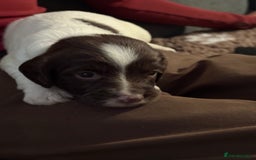 English Springer Spaniel dogs for sale: Working English springer spaniel puppies !!! - Image 9