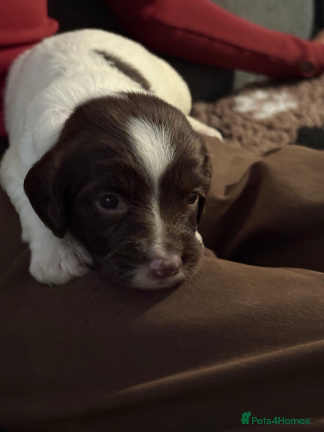 English Springer Spaniel dogs for sale: Working English springer spaniel puppies !!! - Image 9