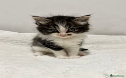 Mixed Breed cats for sale: Kittens for Sale !! - Image 6