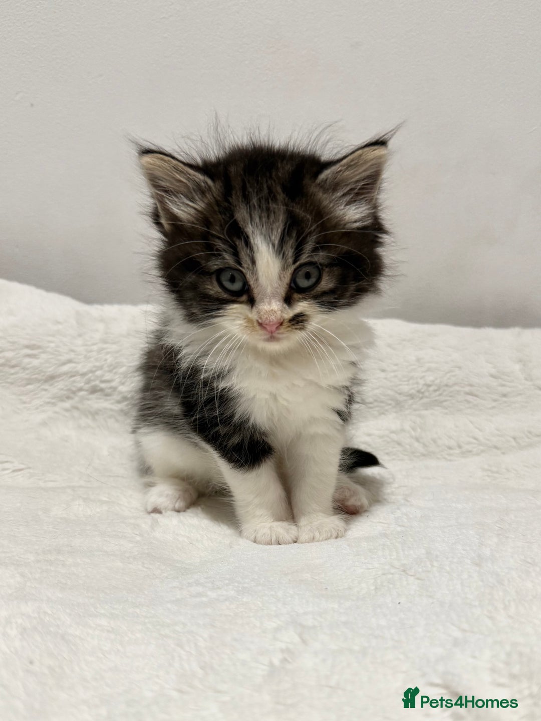 Mixed Breed cats for sale: Kittens for Sale !! - Image 6