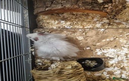 Hamster rodents for sale: long haired male syrain hamster  - Image 3