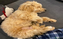 Maltipoo dogs for sale: Maltipoo boy puppy  - Image 3