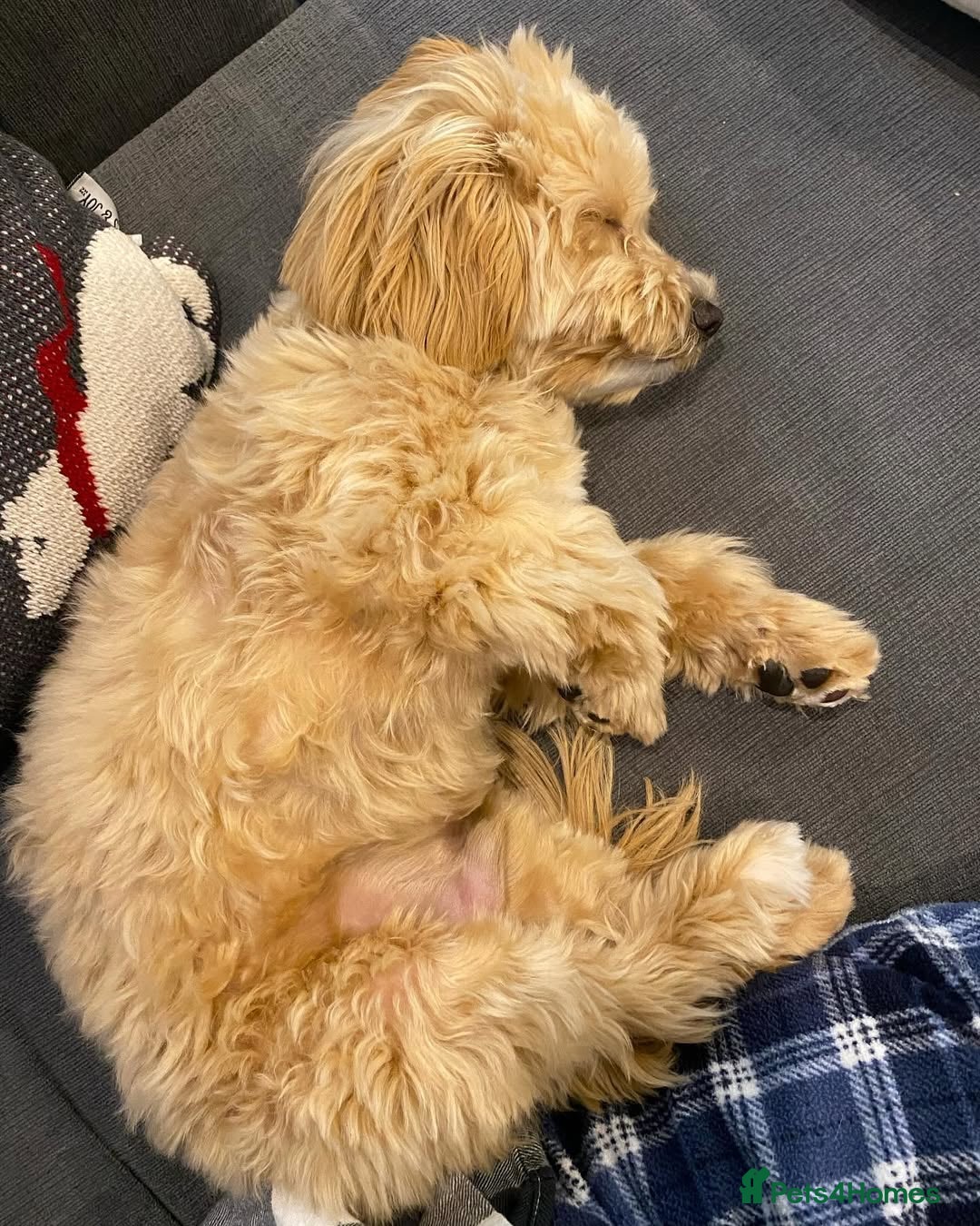 Maltipoo dogs for sale: Maltipoo boy puppy  - Image 3