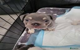 French Bulldog dogs for sale: KC Registered Frenchies ONLY 3 LEFT - Image 31