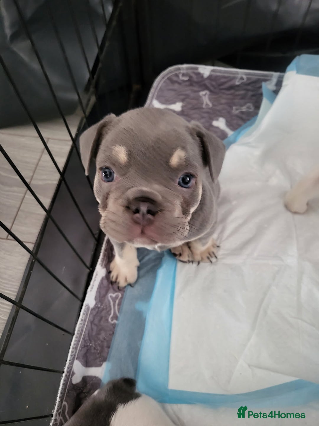 French Bulldog dogs for sale: KC Registered Frenchies ONLY 3 LEFT - Image 31