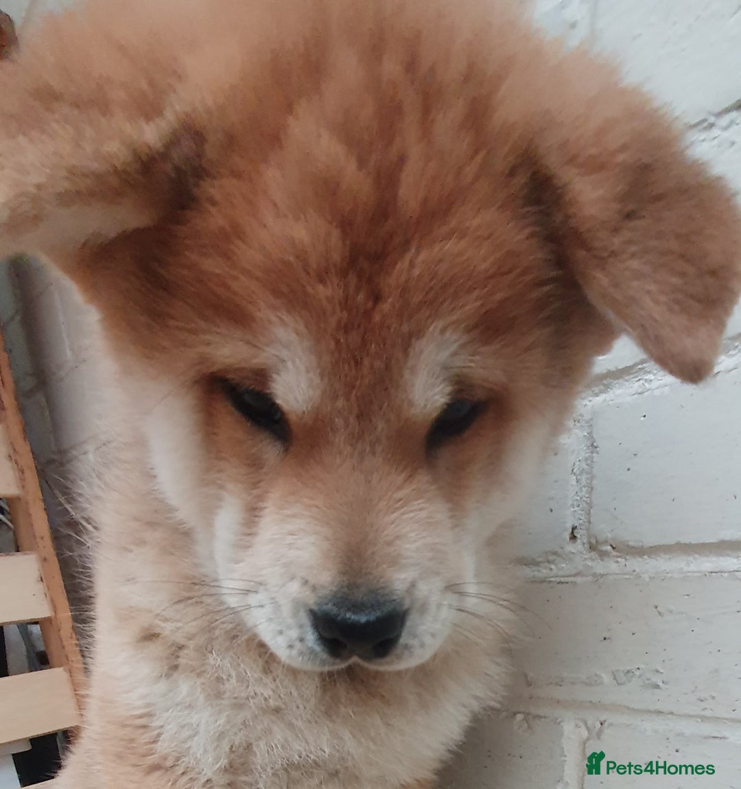 Mixed Breed dogs for sale: Chowsky puppies ready to go chow x siberian husky - Advert 36