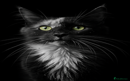 Maine Coon cats for sale: STUNNING MAINE COON BABIES READY NOW  - Image 7