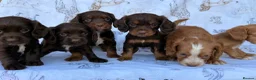Cocker Spaniel dogs for sale: Working Type Cocker Spaniel puppies in Faringdon - Advert 13