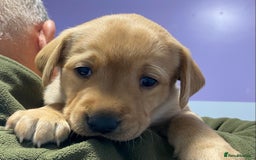 Labrador Retriever dogs for sale: Fabulous Labrador Puppies - Image 1